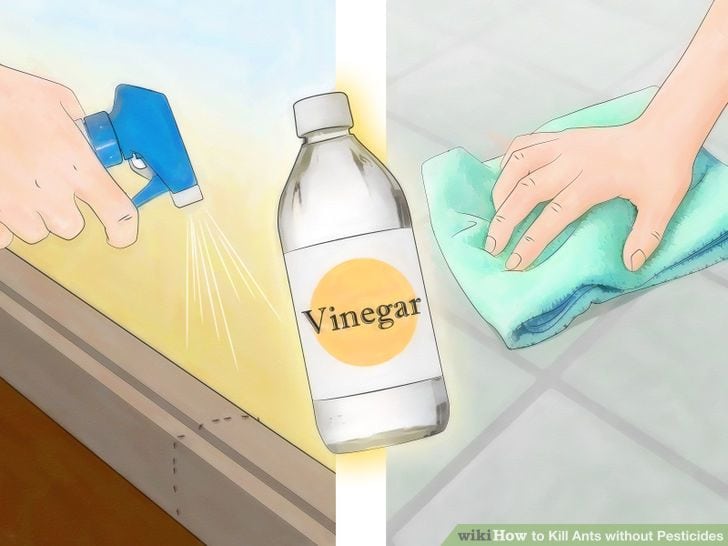 How to Get Rid of Ants