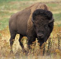 American bison by the numbers