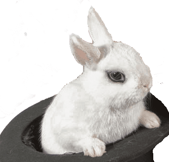 Bunny